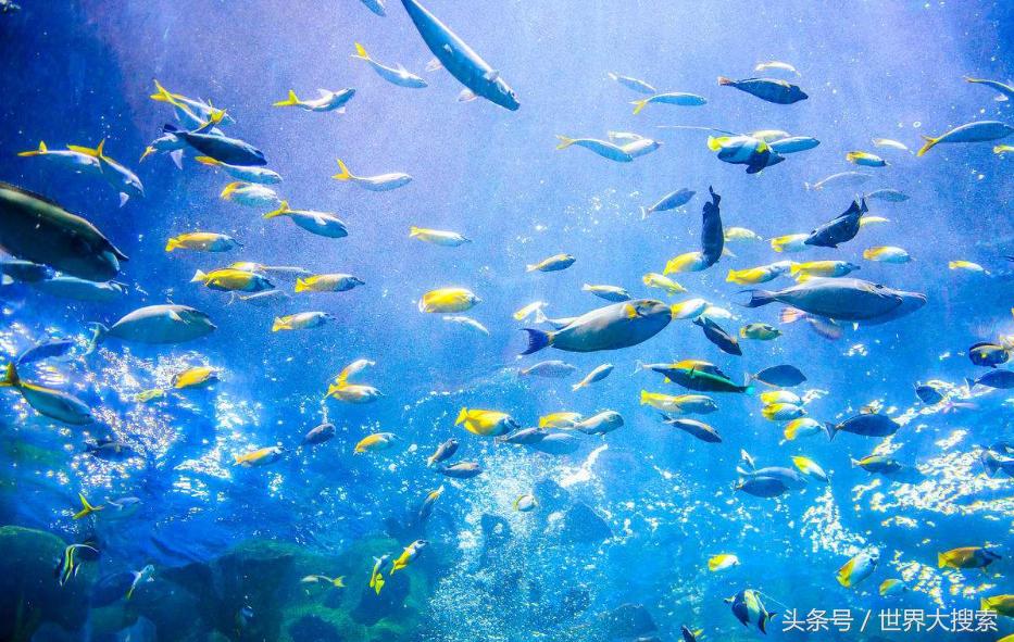 重庆冰雪世界有哪些地方,重庆室内冰雪世界