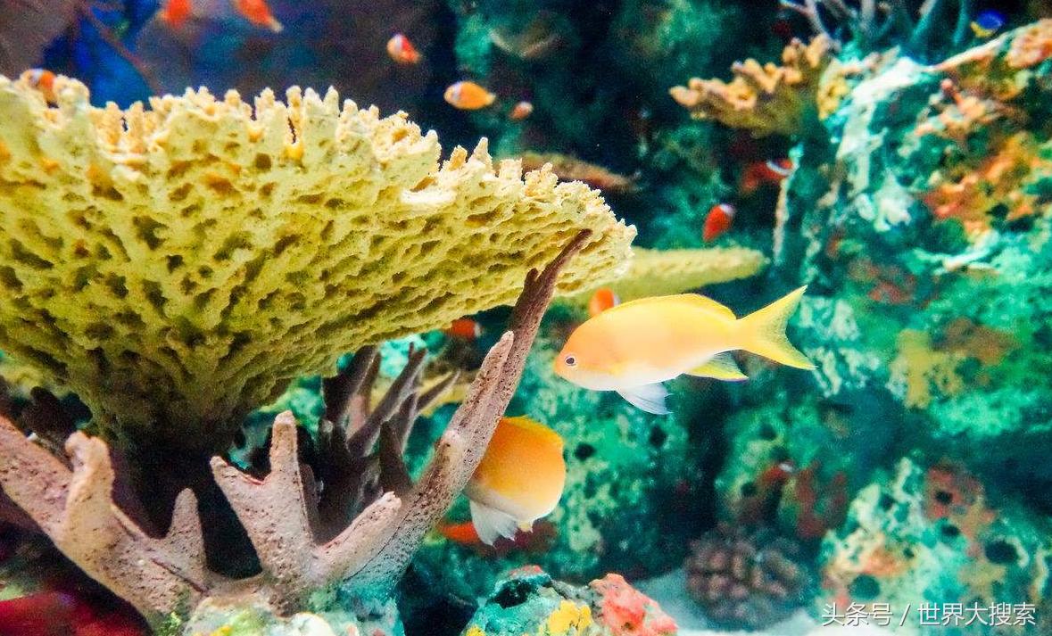 重庆冰雪世界有哪些地方,重庆室内冰雪世界