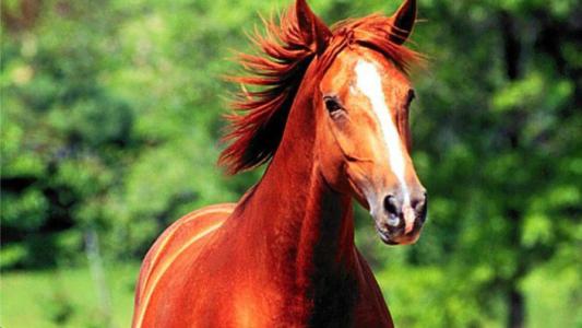 汗血宝马日行千里下一句是什么,日行千里的汗血宝马竟是外来物种