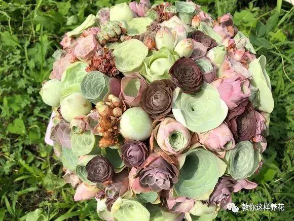 绿萝吊兰怎么养才能开花,比绿萝吊兰还好养的5种花