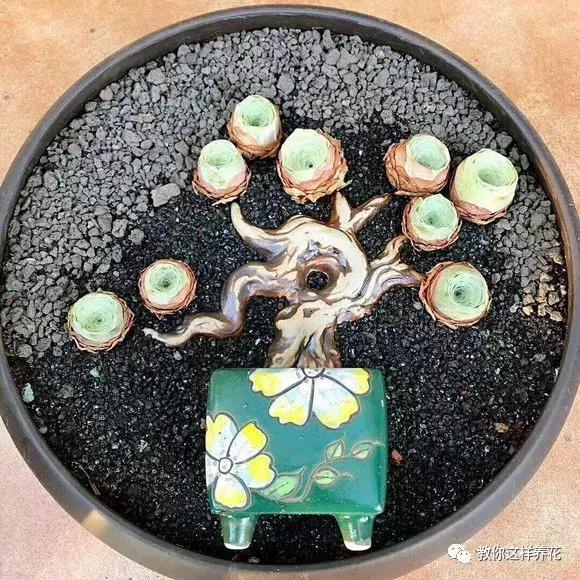 绿萝吊兰怎么养才能开花,比绿萝吊兰还好养的5种花