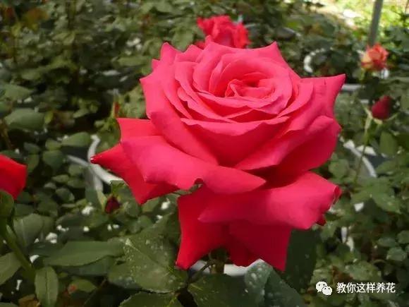 绿萝吊兰怎么养才能开花,比绿萝吊兰还好养的5种花