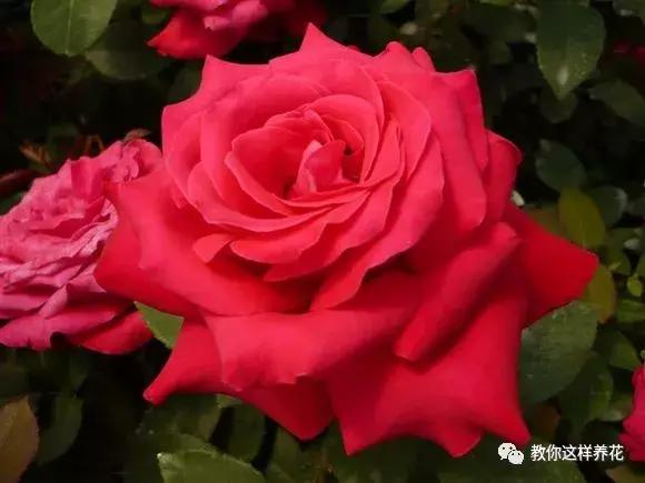 绿萝吊兰怎么养才能开花,比绿萝吊兰还好养的5种花