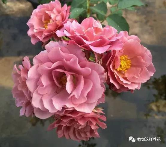 绿萝吊兰怎么养才能开花,比绿萝吊兰还好养的5种花