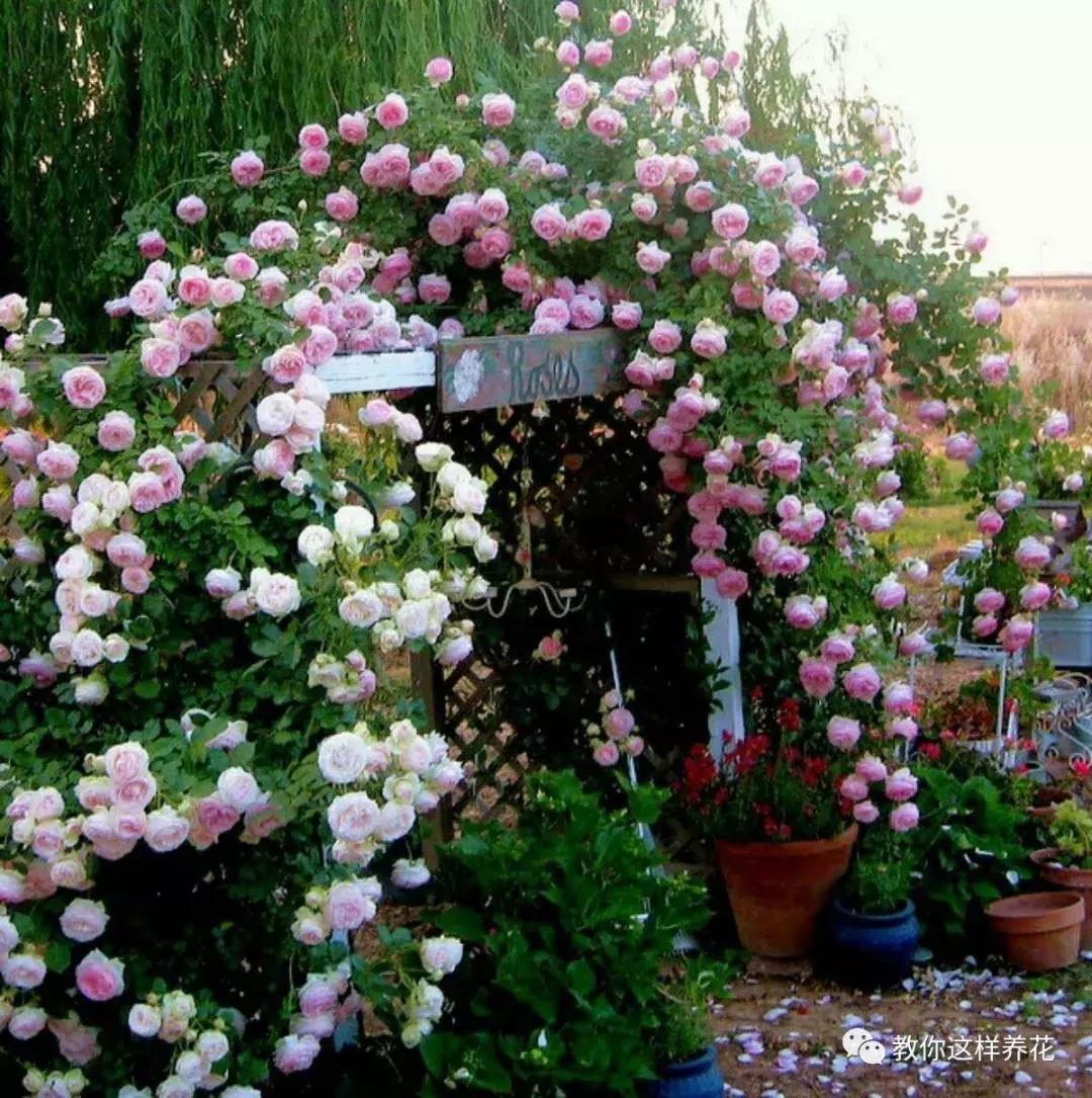 绿萝吊兰怎么养才能开花,比绿萝吊兰还好养的5种花