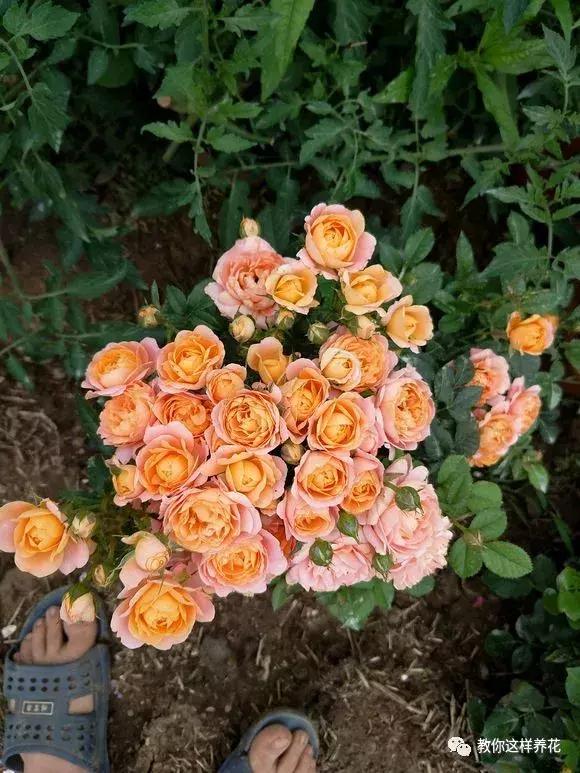 绿萝吊兰怎么养才能开花,比绿萝吊兰还好养的5种花