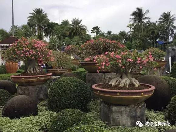 绿萝吊兰怎么养才能开花,比绿萝吊兰还好养的5种花