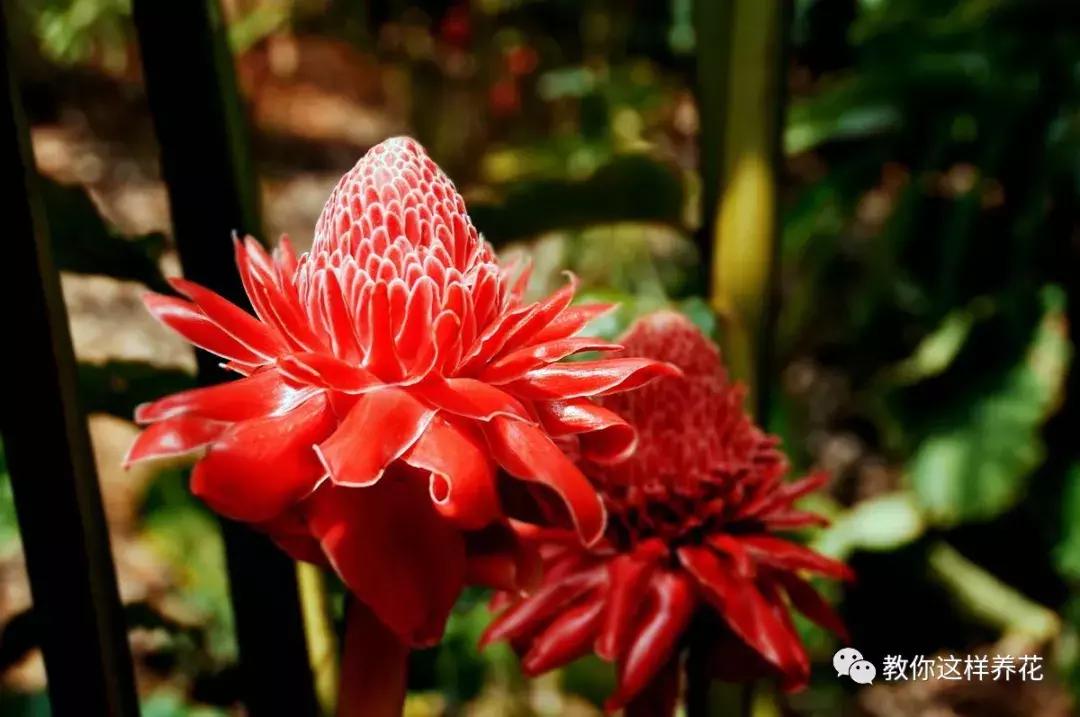 绿萝吊兰怎么养才能开花,比绿萝吊兰还好养的5种花