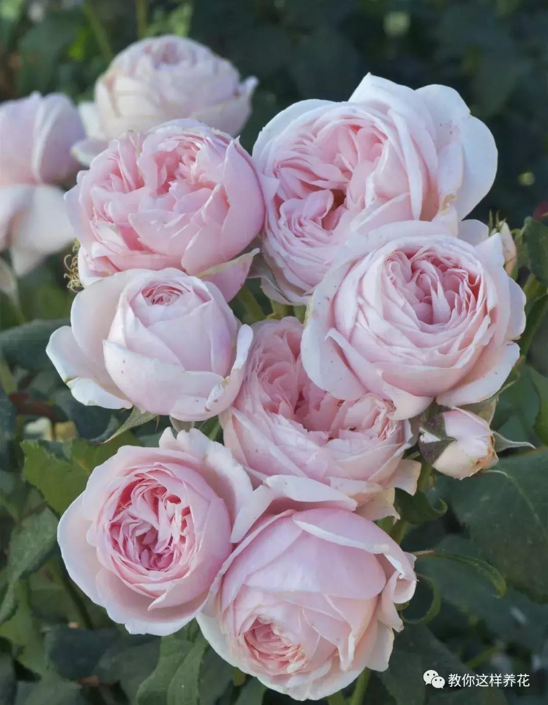 绿萝吊兰怎么养才能开花,比绿萝吊兰还好养的5种花