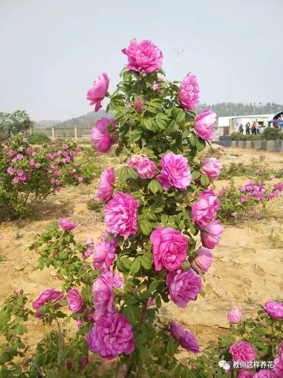 绿萝吊兰怎么养才能开花,比绿萝吊兰还好养的5种花