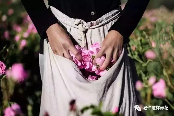 绿萝吊兰怎么养才能开花,比绿萝吊兰还好养的5种花