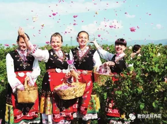 绿萝吊兰怎么养才能开花,比绿萝吊兰还好养的5种花