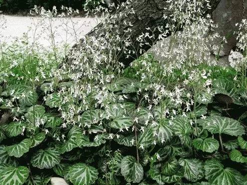 极耐阴花卉不需光照耐寒,光照不够的阳台适合种的耐阴蔬菜