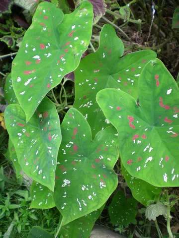 极耐阴花卉不需光照耐寒,光照不够的阳台适合种的耐阴蔬菜