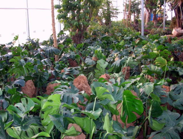 极耐阴花卉不需光照耐寒,光照不够的阳台适合种的耐阴蔬菜