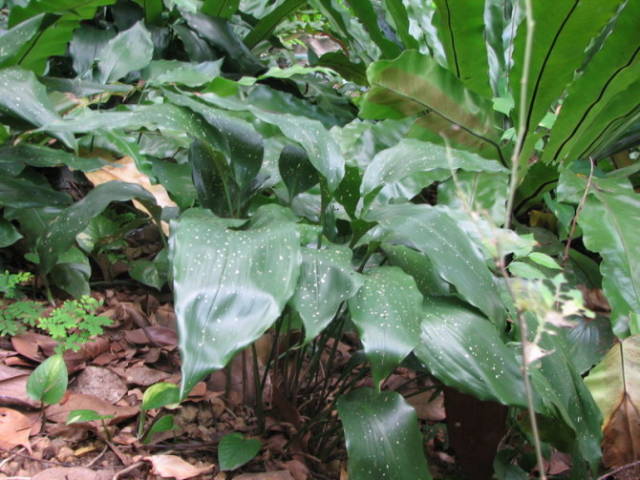 极耐阴花卉不需光照耐寒,光照不够的阳台适合种的耐阴蔬菜
