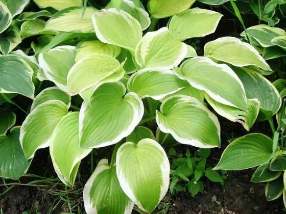 极耐阴花卉不需光照耐寒,光照不够的阳台适合种的耐阴蔬菜