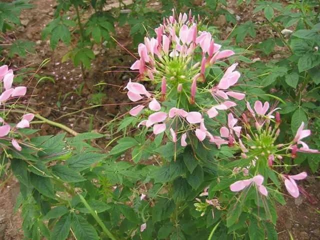 极耐阴花卉不需光照耐寒,光照不够的阳台适合种的耐阴蔬菜