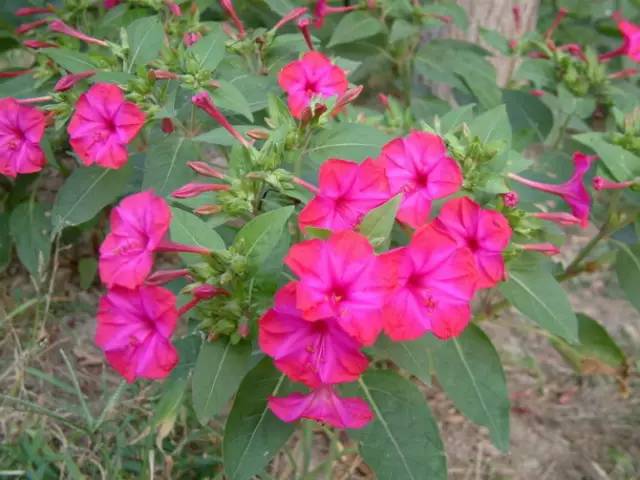 极耐阴花卉不需光照耐寒,光照不够的阳台适合种的耐阴蔬菜