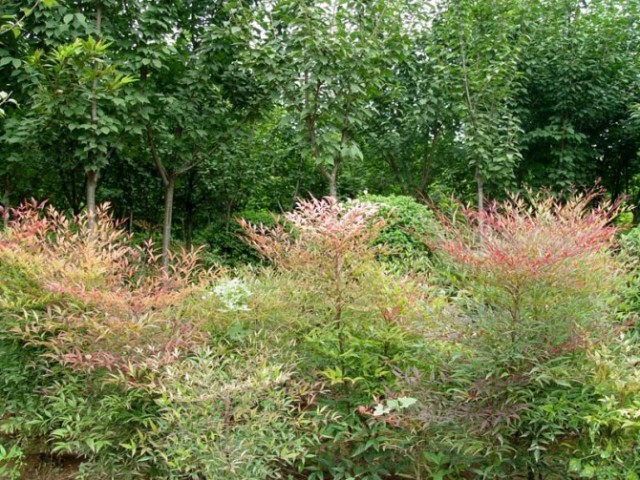 极耐阴花卉不需光照耐寒,光照不够的阳台适合种的耐阴蔬菜