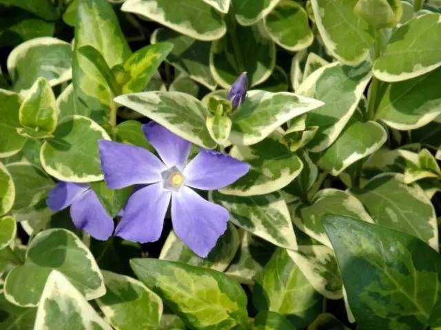 极耐阴花卉不需光照耐寒,光照不够的阳台适合种的耐阴蔬菜