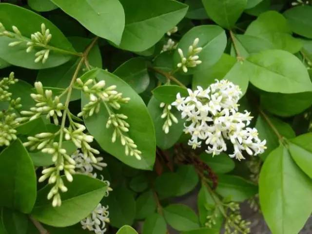 极耐阴花卉不需光照耐寒,光照不够的阳台适合种的耐阴蔬菜