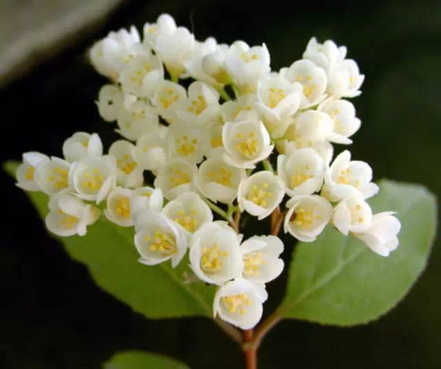 极耐阴花卉不需光照耐寒,光照不够的阳台适合种的耐阴蔬菜