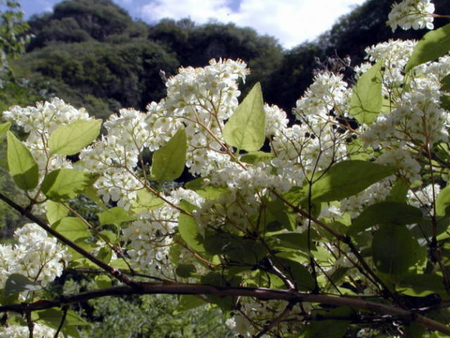 极耐阴花卉不需光照耐寒,光照不够的阳台适合种的耐阴蔬菜