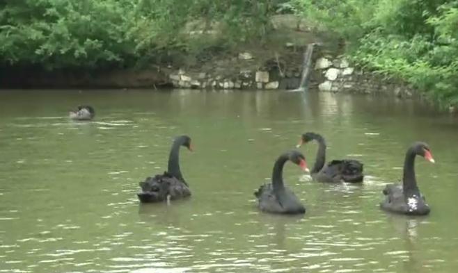 人工养殖黑天鹅幼崽多少钱一个,最近的黑天鹅养殖新消息