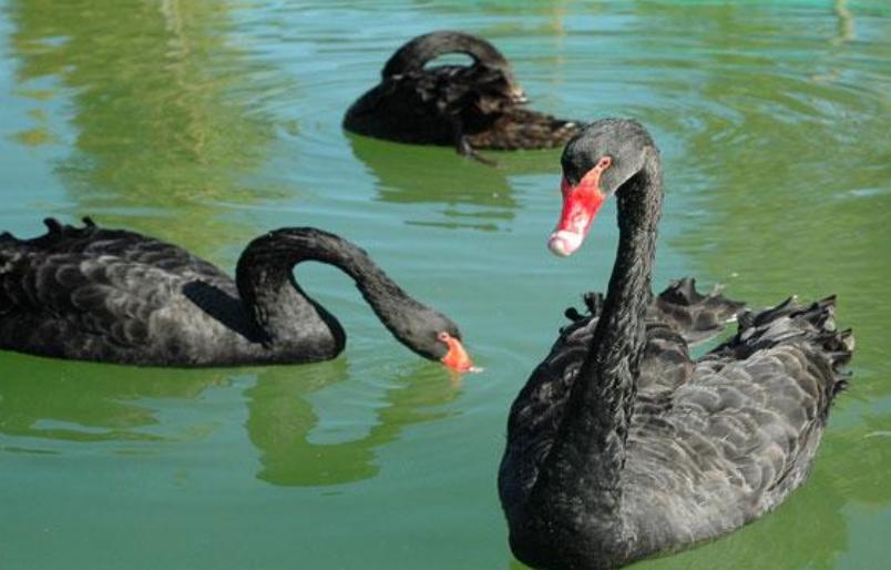 人工养殖黑天鹅幼崽多少钱一个,最近的黑天鹅养殖新消息