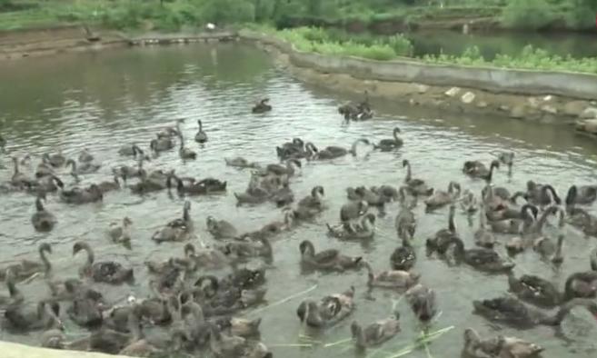 人工养殖黑天鹅幼崽多少钱一个,最近的黑天鹅养殖新消息