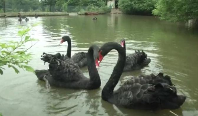 人工养殖黑天鹅幼崽多少钱一个,最近的黑天鹅养殖新消息