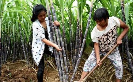 甘蔗你们吃过吗,甘蔗我们吃的是根还是茎