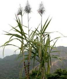 甘蔗你们吃过吗,甘蔗我们吃的是根还是茎