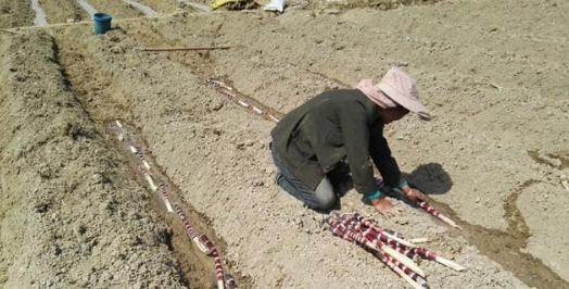 甘蔗你们吃过吗,甘蔗我们吃的是根还是茎