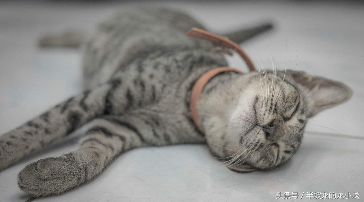 狗记千猫记万是什么意思,狗记千猫记万是什么梗