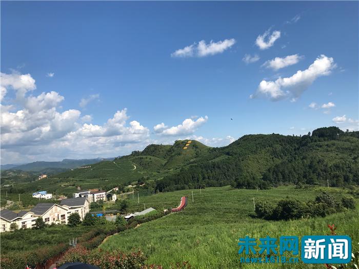 小蓝莓种植致富项目,蓝莓成为山区农民致富果