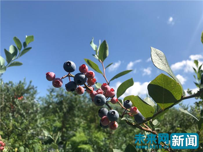小蓝莓种植致富项目,蓝莓成为山区农民致富果