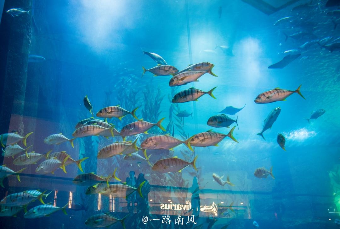 华人在阿联酋的地位,阿联酋华人地位