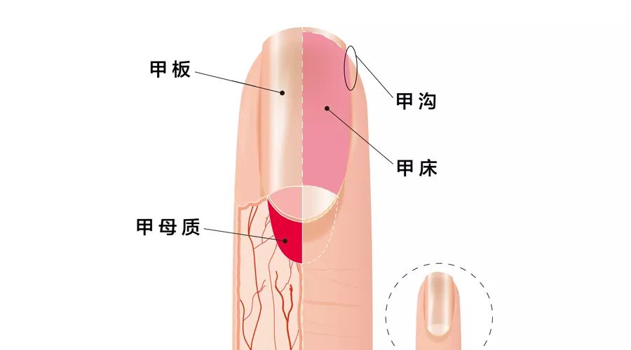 指甲剪太钝了怎么办,指甲剪太进去很痛怎么办