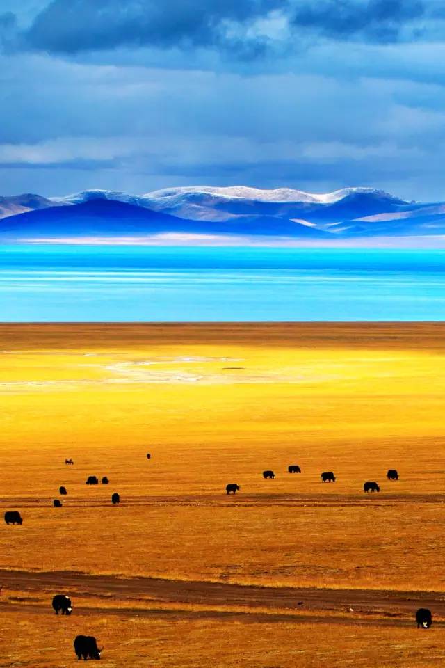 2018下半年如果你来，我会为你献上哈达，说上一句：扎西德勒