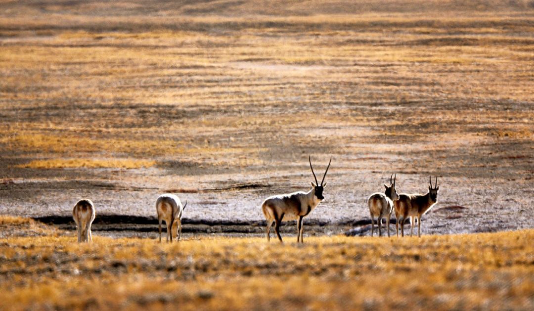 2018下半年如果你来，我会为你献上哈达，说上一句：扎西德勒