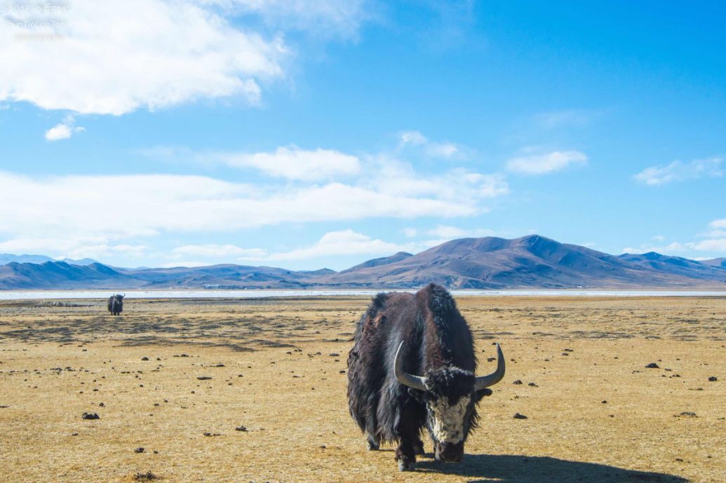 2018下半年如果你来，我会为你献上哈达，说上一句：扎西德勒
