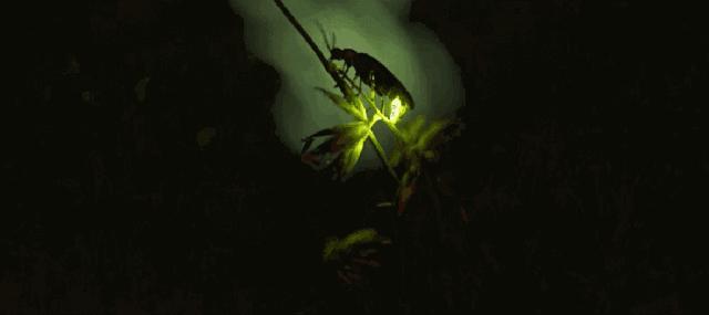 莫干山萤火虫基地住宿,莫干山云起萤光水森林萤火虫基地