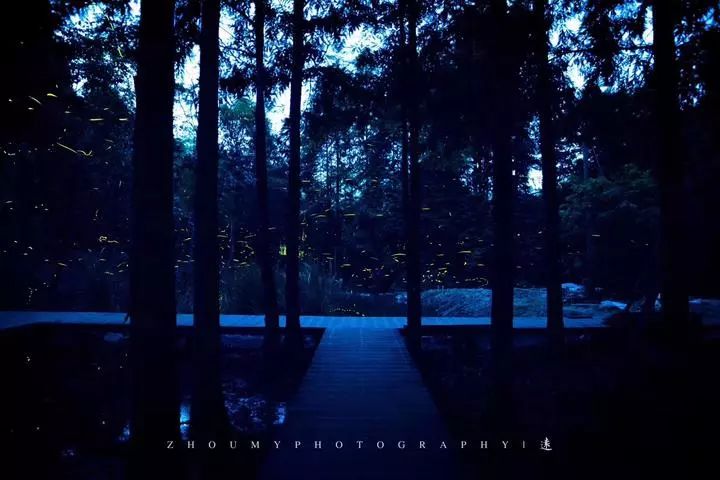 莫干山萤火虫基地住宿,莫干山云起萤光水森林萤火虫基地