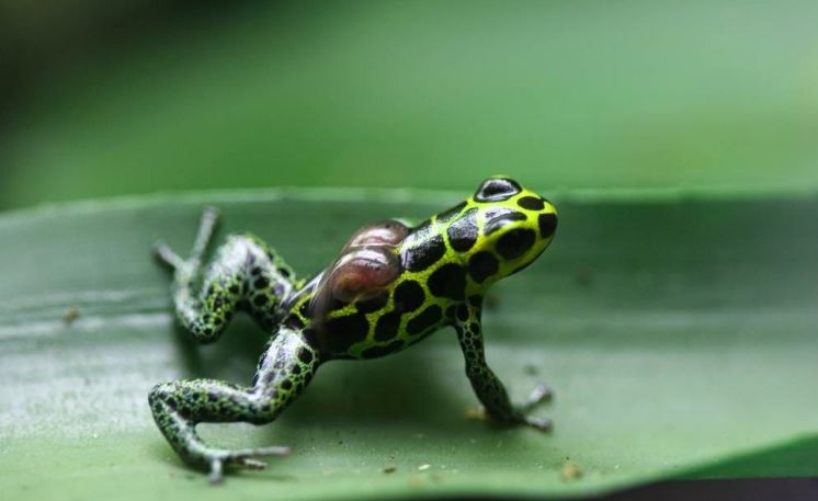 这种蛙竟然把蝌蚪背到树上养？蝌蚪们在树上能吃些什么呢？