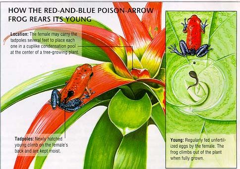 这种蛙竟然把蝌蚪背到树上养？蝌蚪们在树上能吃些什么呢？