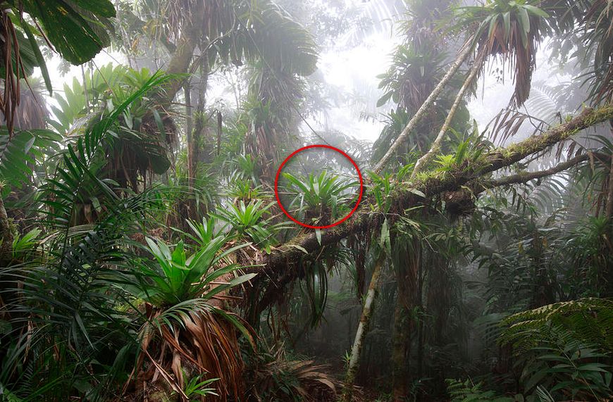 这种蛙竟然把蝌蚪背到树上养？蝌蚪们在树上能吃些什么呢？