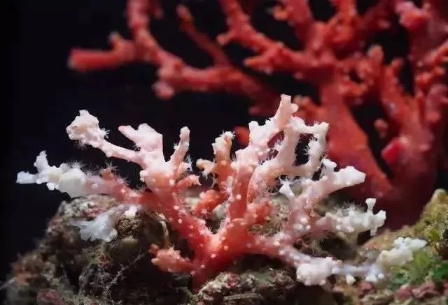 天然粉珊瑚有什么好处,深海珊瑚可以干什么