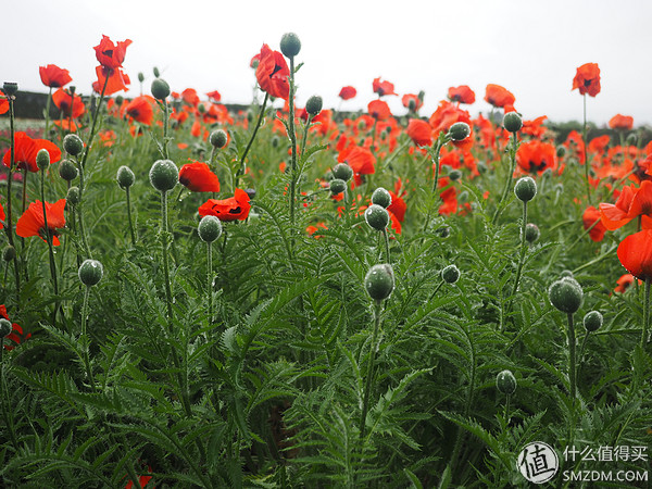 北海道札幌的散步之旅,日本北海道小樽旅游攻略